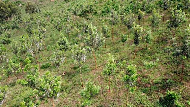  Am Berg Kiya Hill im 800 Jahre alten Königreich Buganda, dem größten Staat im ostafrikanischen Land Uganda, sind schon mehr als 40.000 Bäume gepflanzt worden.